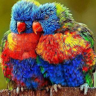 two parrots kissing